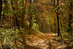 There is an extensive trail system.